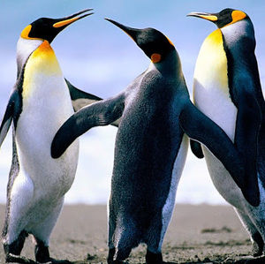 Meet your Posher, Veronica